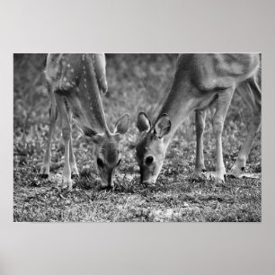 Baby Hjort Fawns Grazing Photographic Art Print Poster