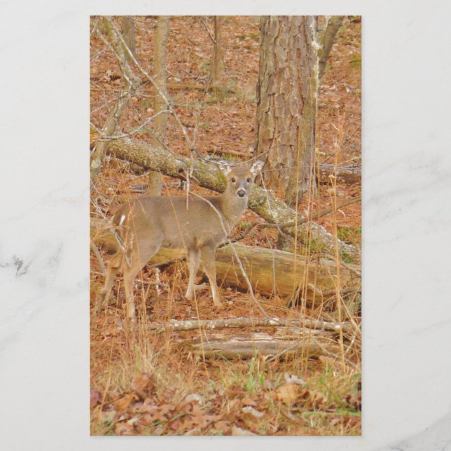 Baby Hjort Första vintern Brevpapper (Framsida)