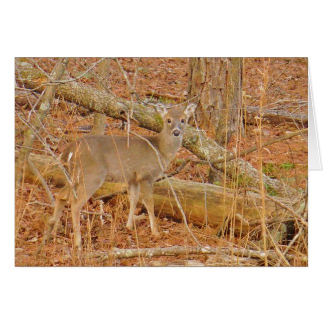 Baby Hjort Första vintern Hälsningskort (Framsidan Horizontal)