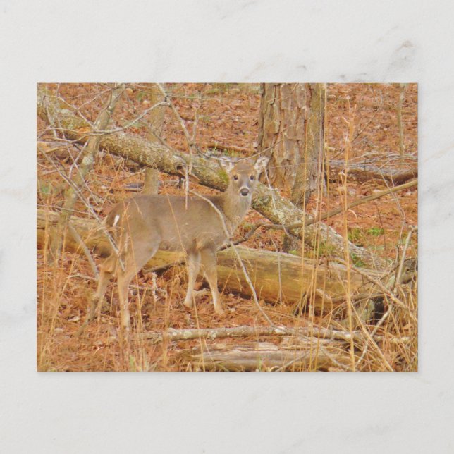 Baby Hjort Första vintern Vykort (Framsida)