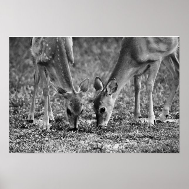 Baby Hjort Grasing Photographic Art Print Poster (Framsidan)