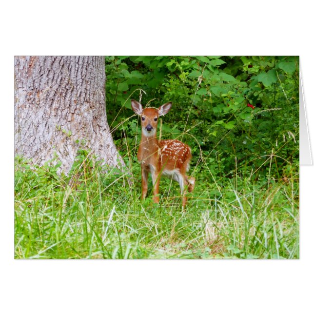 Baby Hjort i naturfotografiet Skogen Hälsningskort (Framsidan Horizontal)