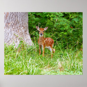 Baby Hjort i naturfotografiet Skogen Poster