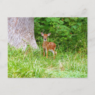 Baby Hjort i naturfotografiet Skogen Vykort