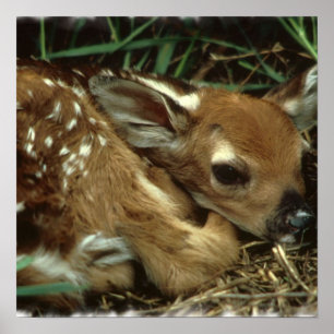 Baby Hjort Poster
