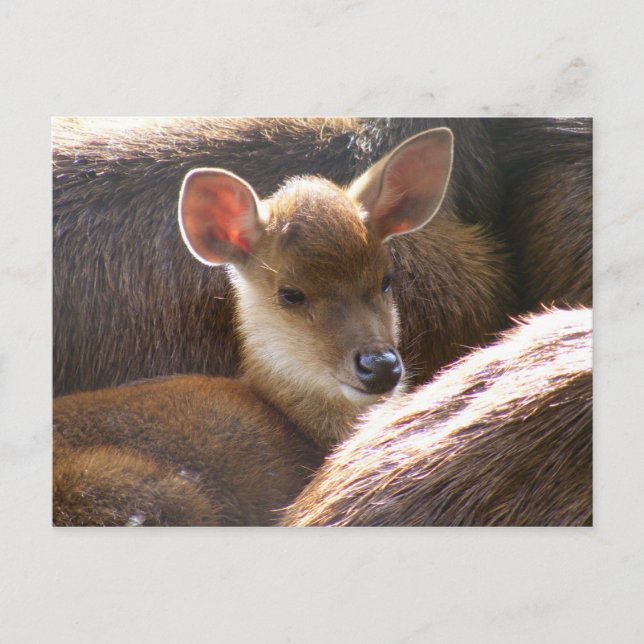 baby hjort vykort (Framsida)