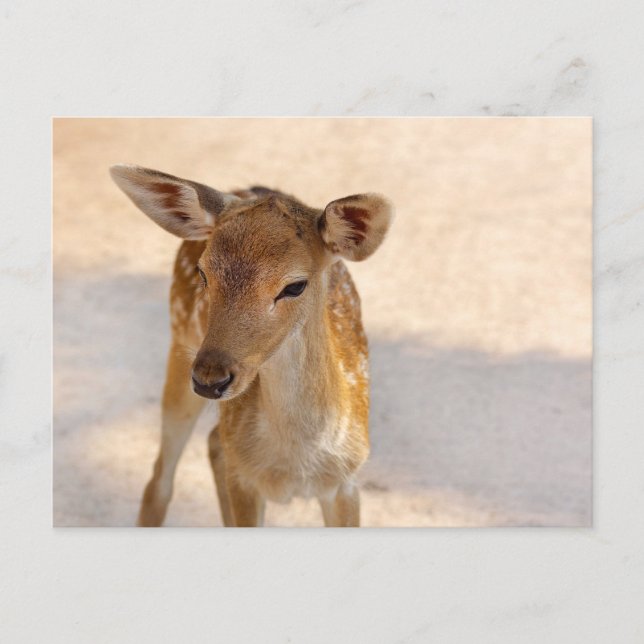 Baby Hjort Vykort (Framsida)