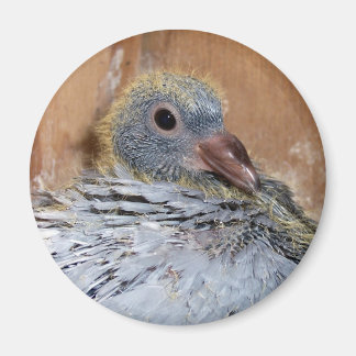 Baby Homing Pigeon Magnet