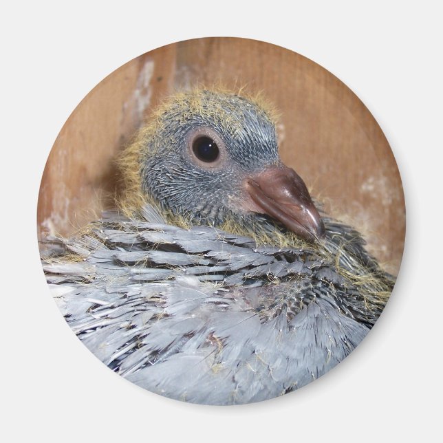 Baby Homing Pigeon Magnet (Framsidan)