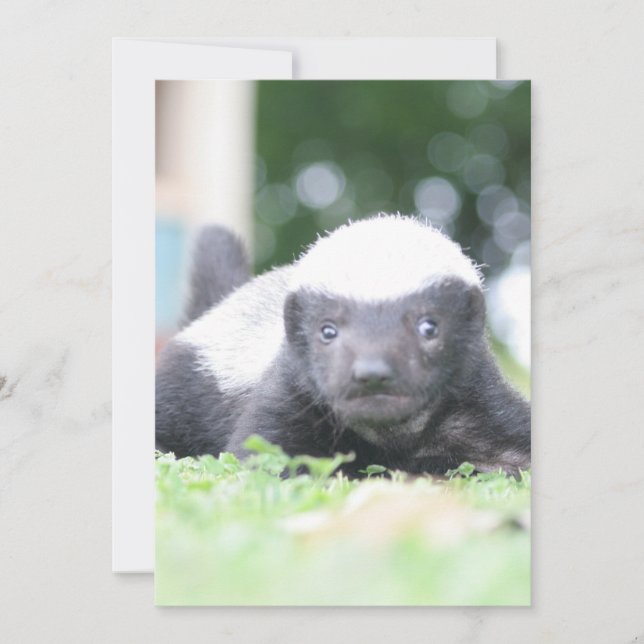 Baby honey badger julkort (Framsida)