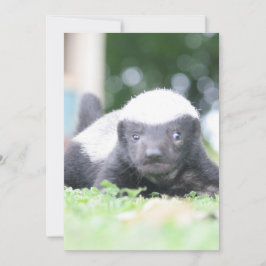 Baby honey badger julkort