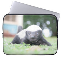 Baby honey badger