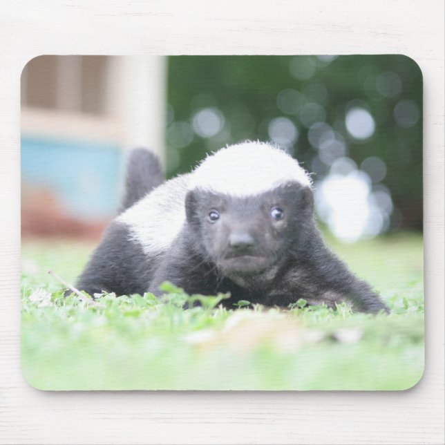 Baby honey badger musmatta (Framsidan)