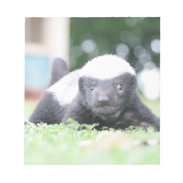 Baby honey badger på grönt gräsfoto anteckningsblock (Framsida)