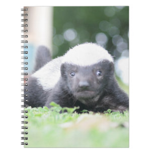 Baby honey badger på grönt gräsfoto anteckningsbok