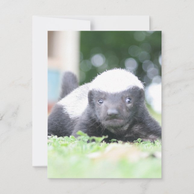 Baby honey badger på grönt gräsfoto anteckningskort (Framsida)