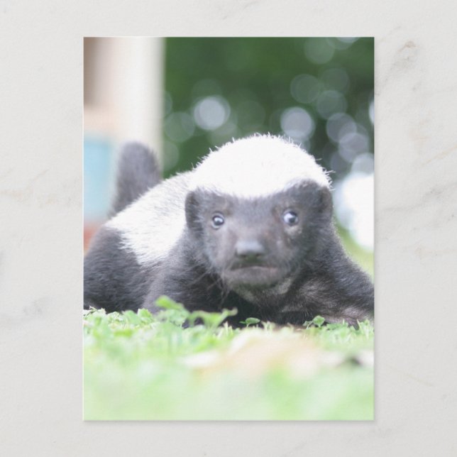 Baby honey badger på grönt gräsfoto helg vykort (Framsida)