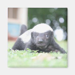 Baby honey badger på grönt gräsfoto magnet