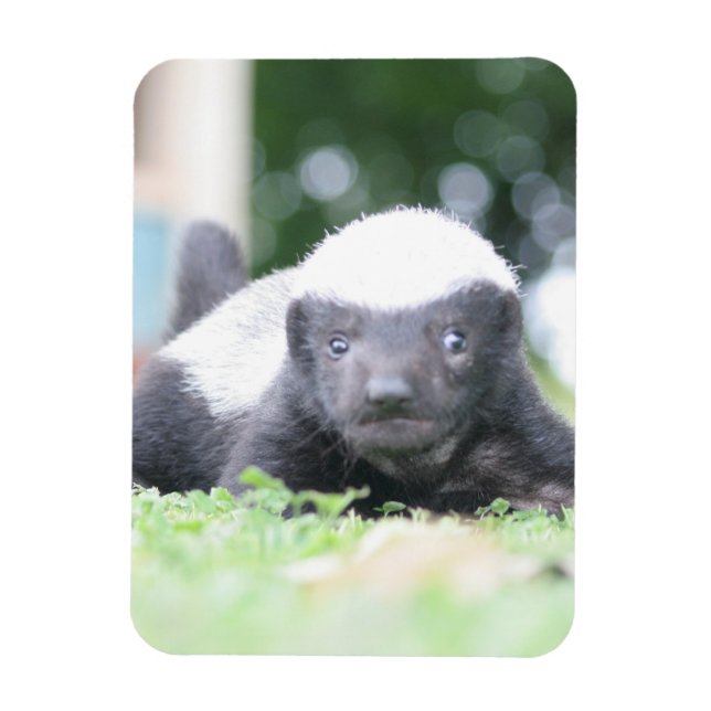 Baby honey badger på grönt gräsfoto magnet (Vertikal)