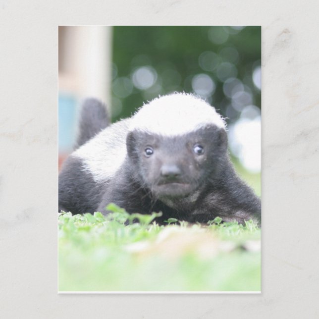 Baby honey badger vykort (Framsida)