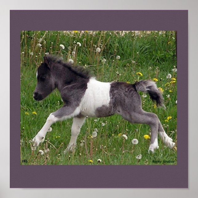 Baby Horse Poster (Framsidan)
