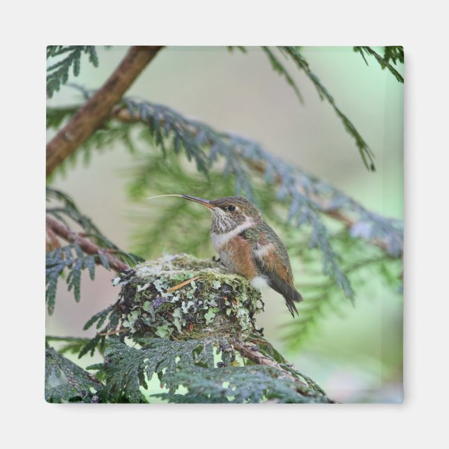 Baby Hummingbird som håller ut sin Tunga Magnet (Framsidan)