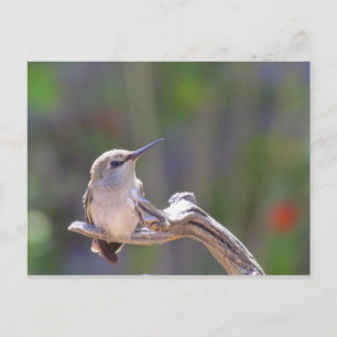 Baby Hummingbird Vykort