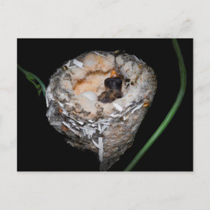 Baby Hummingbird Vykort