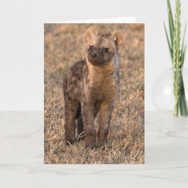 Baby Hyena-kort Kort (Framsida)
