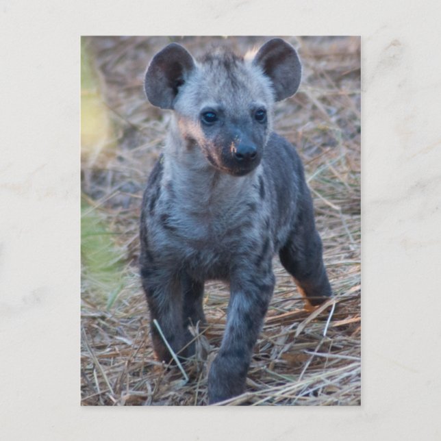 Baby Hyena vykort (Framsida)