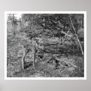 Baby i Alaska 1915 Poster