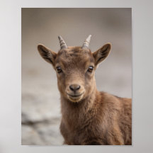 Baby Ibex Porträtt – Söt Nursery Djur Väggkonst