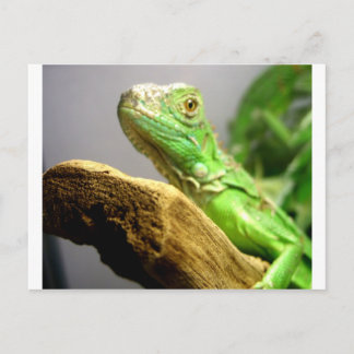 Baby Iguana Vykort