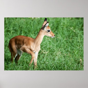 Baby impala i grönt gräs poster