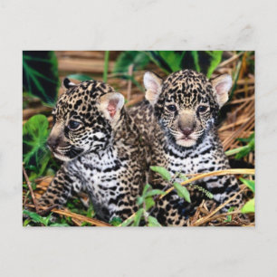 Baby Jaguar Unge Vykort