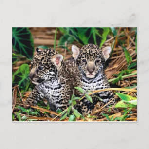 Baby jaguars vykort