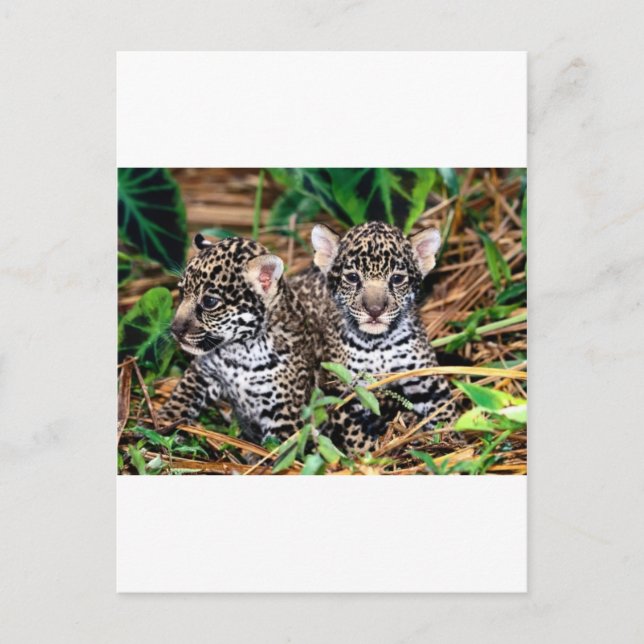 Baby jaguars vykort (Framsida)