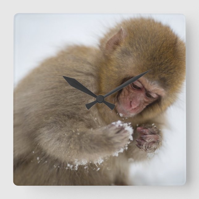 Baby japansk makaque | Snö Monkey Fyrkantig Klocka (Framsida)
