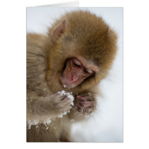 Baby japansk makaque Snö Monkey Hälsningskort