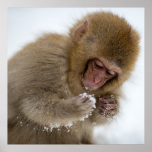 Baby japansk makaque   Snö Monkey Poster