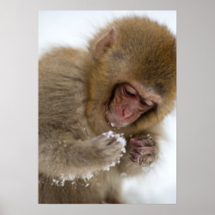 Baby japansk makaque Snö Monkey Poster