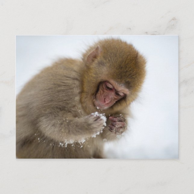 Baby japansk makaque | Snö Monkey Vykort (Framsida)