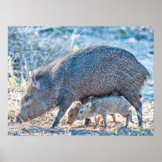 Baby Javelina Grisar och Mor i SydTexas Poster