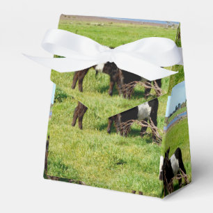 Baby-kalvar, favoritbox presentaskar