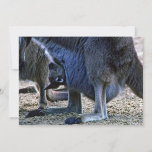 Baby kangaroo in mor mellan pouch och Australien Inbjudningar