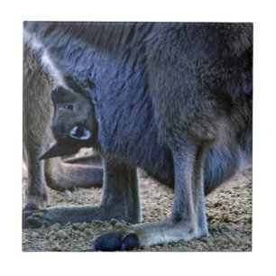Baby kangaroo in mor mellan pouch och Australien Kakelplatta
