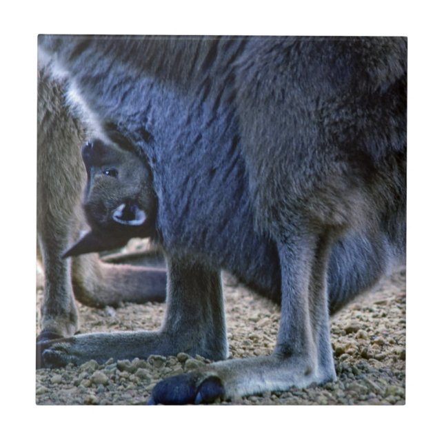 Baby kangaroo in mor mellan pouch och Australien Kakelplatta (Framsidan)