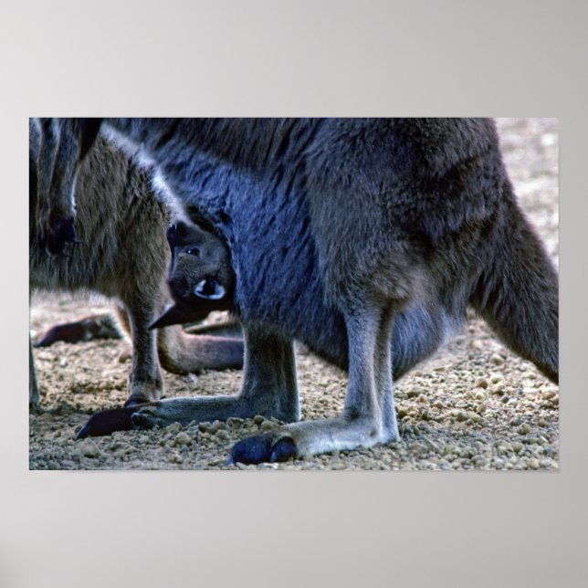 Baby kangaroo in mor mellan pouch och Australien Poster (Framsidan)