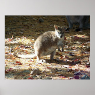 baby kangaroo poster