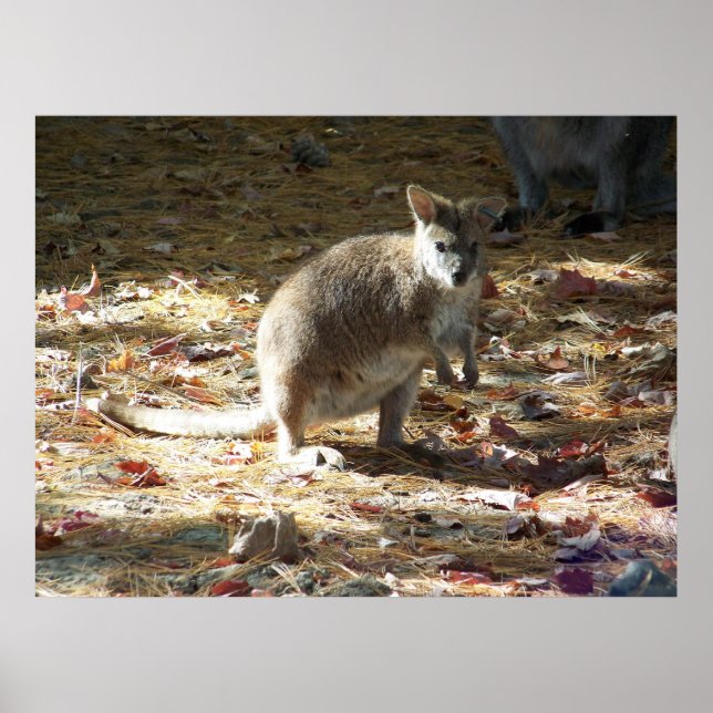 baby kangaroo poster (Framsidan)